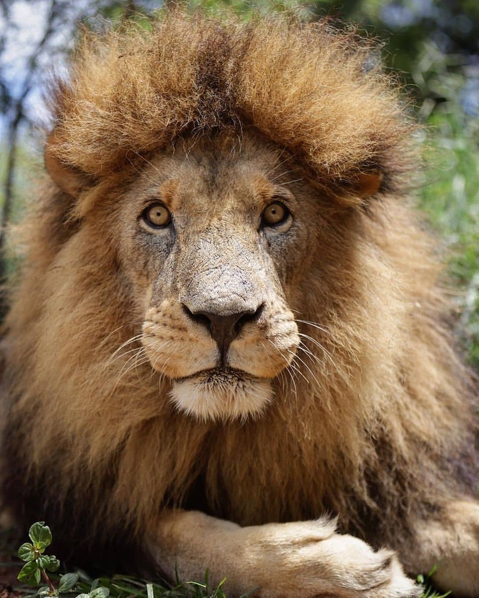 10 августа отмечается Всемирный день льва Лев, Редкий вид, Большие кошки, Семейство кошачьих, Хищные животные, Млекопитающие, Животные, Дикие животные, Дикая природа, Природа, Африка, Фотография, Длиннопост