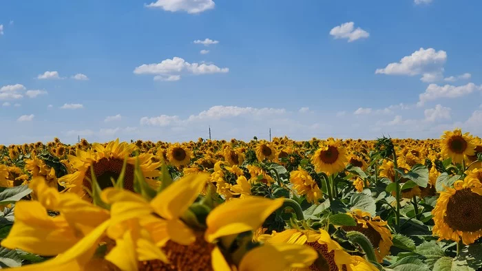 Native spaces - The photo, beauty of nature, Flowers, The nature of Russia