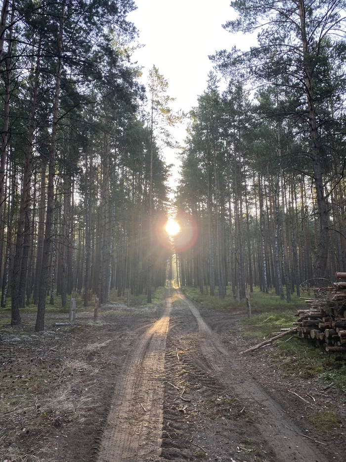 Forest - Work, Morning, The sun, Mood, Bliss, The photo, Forest