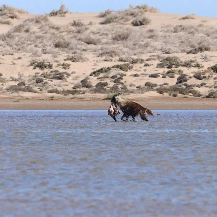 Wash food before eating - Brown hyena, Hyena, Predatory animals, Mammals, Wild animals, wildlife, Nature, Namibia, South Africa, The photo, Mining, Sea, Animals