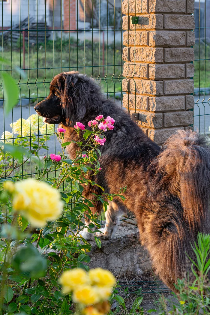 Curiosity - My, Puppies, Dog days, Caucasian Shepherd Dog, Dog