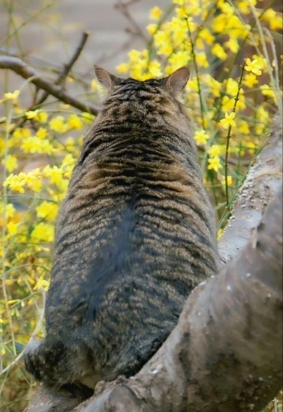 Tahiti-Tahiti! We are well fed here too! - cat, The photo, The bone is wide, Longpost, Fat cats