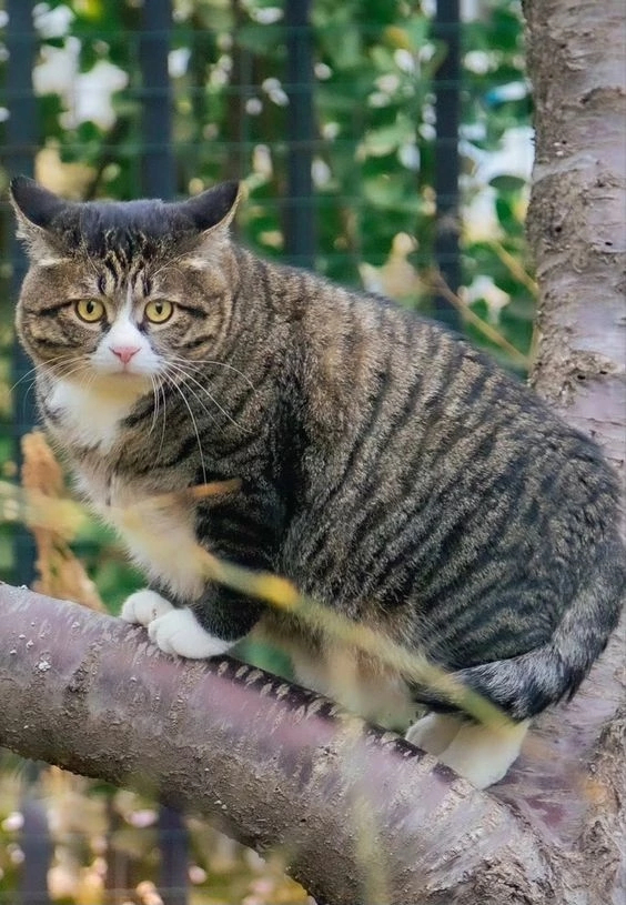 Tahiti-Tahiti! We are well fed here too! - cat, The photo, The bone is wide, Longpost, Fat cats