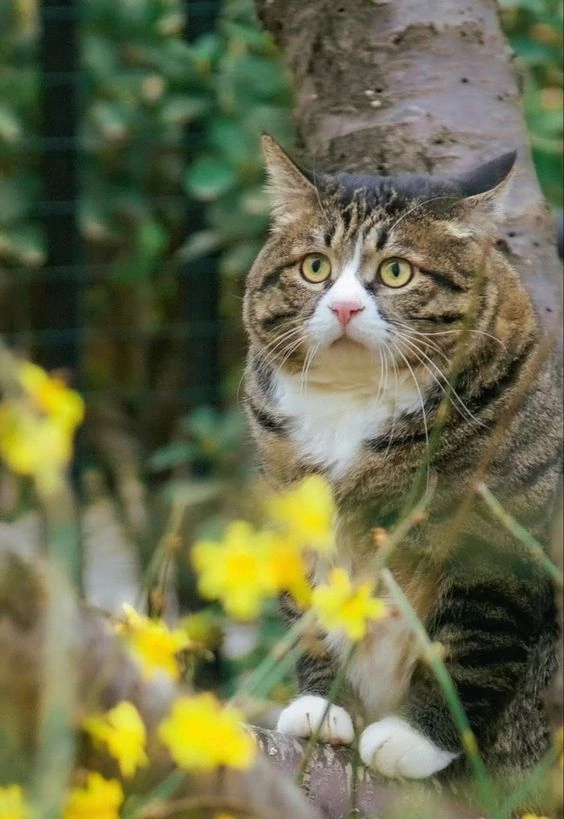 Tahiti-Tahiti! We are well fed here too! - cat, The photo, The bone is wide, Longpost, Fat cats