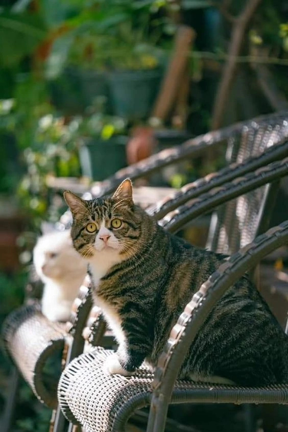 Tahiti-Tahiti! We are well fed here too! - cat, The photo, The bone is wide, Longpost, Fat cats