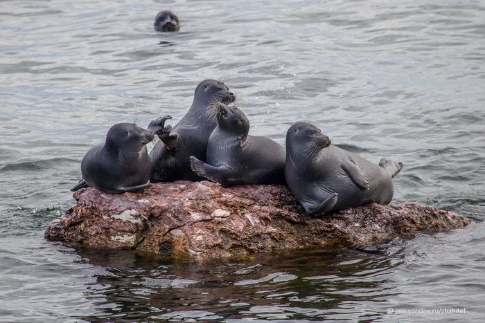 Funny Transbaikal seals - My, Baikal, Animals, Nature, beauty of nature, Siberia, Seal, The photo, Longpost