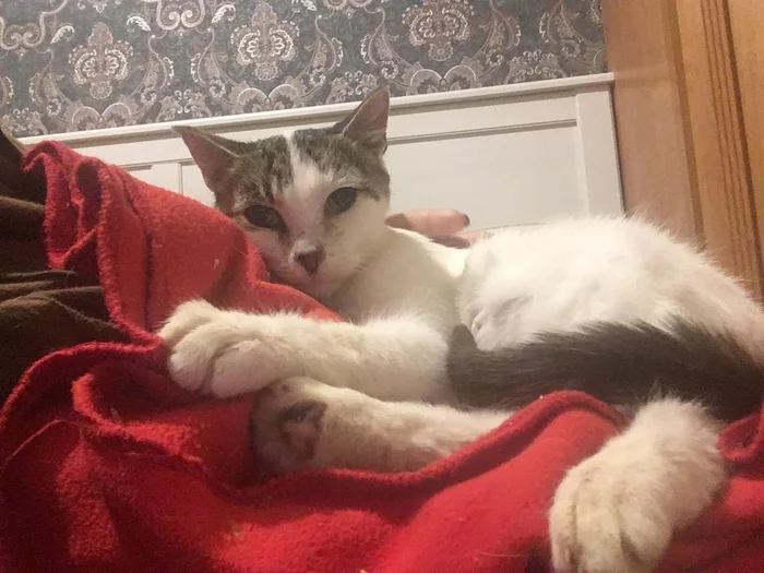 Continuation of the post “Mustache, paws and tail. And also a tumor - My, No rating, Help, cat, Veterinary, Helping animals, Homeless animals, Volunteering, In good hands, Animal Rescue, Saint Petersburg, Leningrad region, Longpost, Reply to post, Animal shelter, Lost