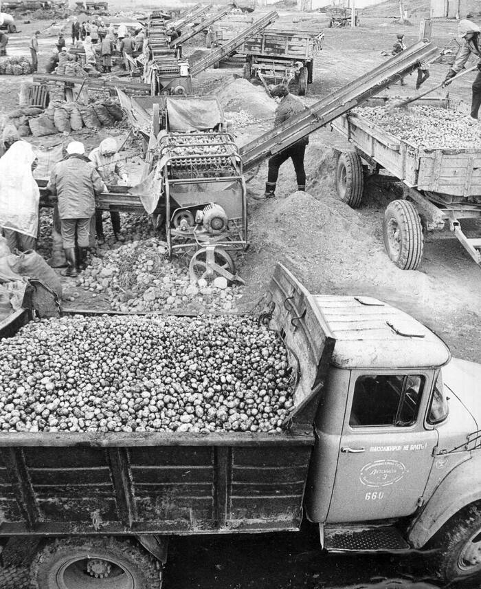 My potato... - Auto, Zil, Permian, Potato, Sorting, Vegetables, the USSR, 80-е, The photo, Black and white photo