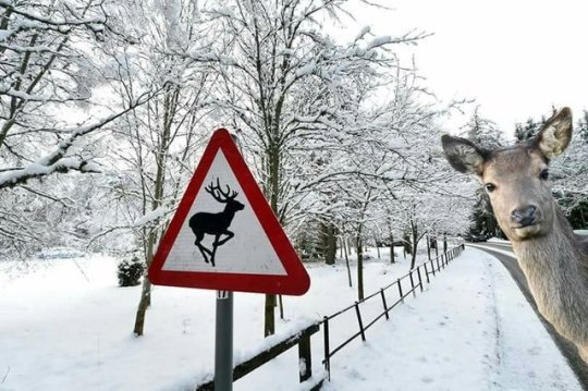 And what? - Road sign, Deer, Winter, Snow, Wild animals