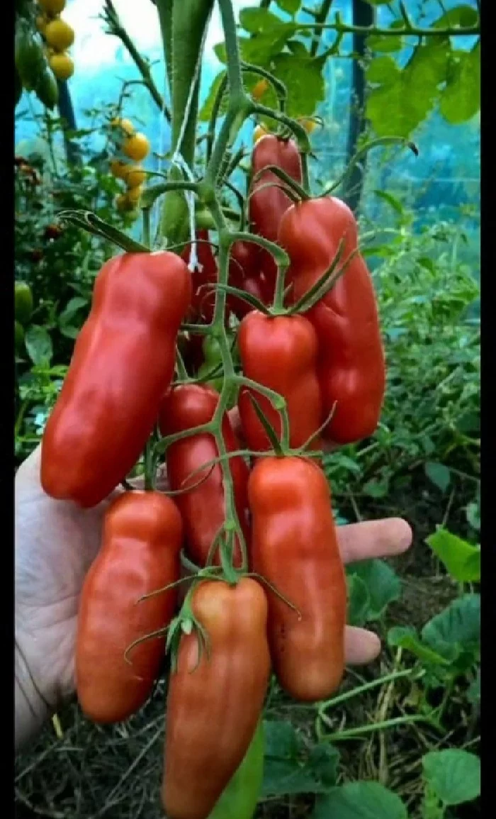 Harvest - Garden, Dacha, Summer, Scarecrow, Harvest, Tomatoes, Grape, Strawberry (plant), Vegetables, Video, The photo, Record, Humor, Irony, Yummy, Vitamins, Vertical video, Longpost, Tiktok