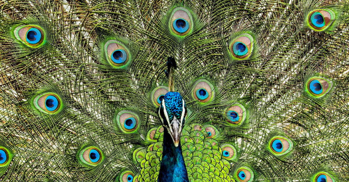 Peacock. Чарона Peacock Blue. Птица Павлин. Павлин HD. Гордый Павлин.