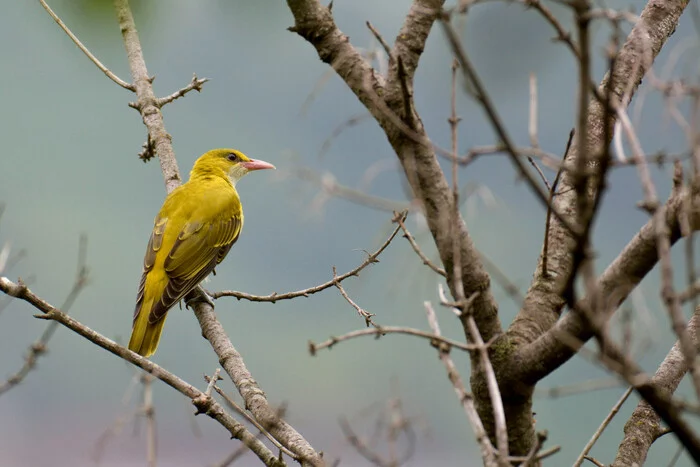 Chinese oriole in the city - My, Ornithology League, Birds, The nature of Russia, wildlife, Oriole, Longpost