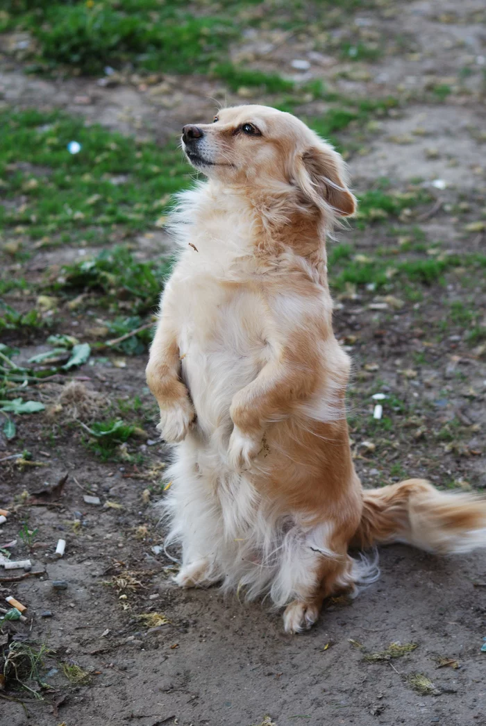 a little cuteness - My, Paws, The photo, Dog, Love, Krasnoyarsk, Tenderness, Life stories, Friend, Siberia, Dog days, Longpost