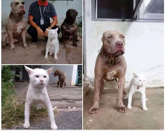 When no one told you that you are a cat - Severity, Pets, Cats and dogs together, Dog, cat