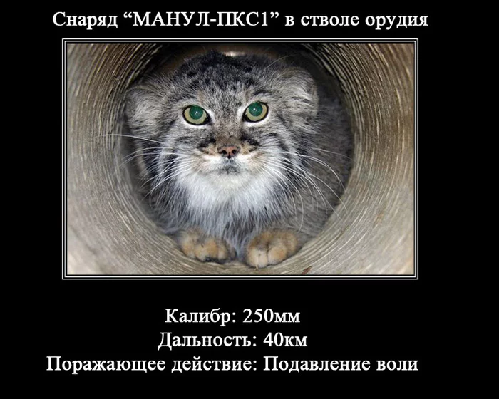 Didn't stroke?! But in vain! - Pallas' cat, Pet the cat, Picture with text, Cat family, Predatory animals, Wild animals, Small cats, Projectile