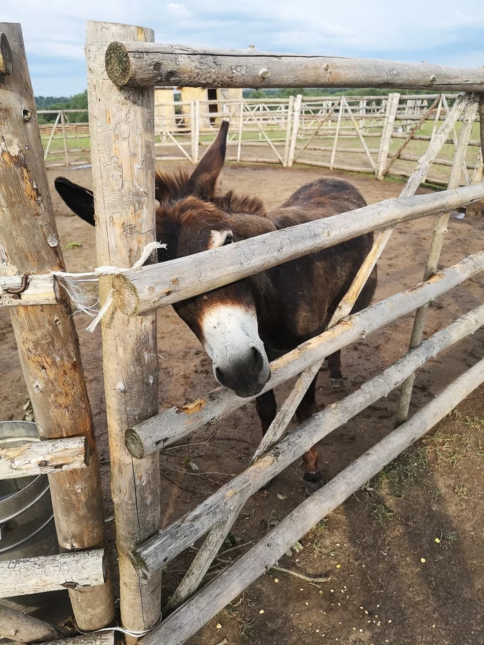 Have you heard how donkeys sing? - My, Donkey, Ethnopark Nomad, Video, Vertical video, Longpost