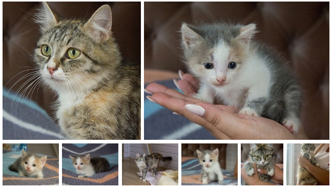 Nursing mother cat and her baby looking for a home - No rating, In good hands, cat, Kittens, Tula, Tula region, Serpukhov