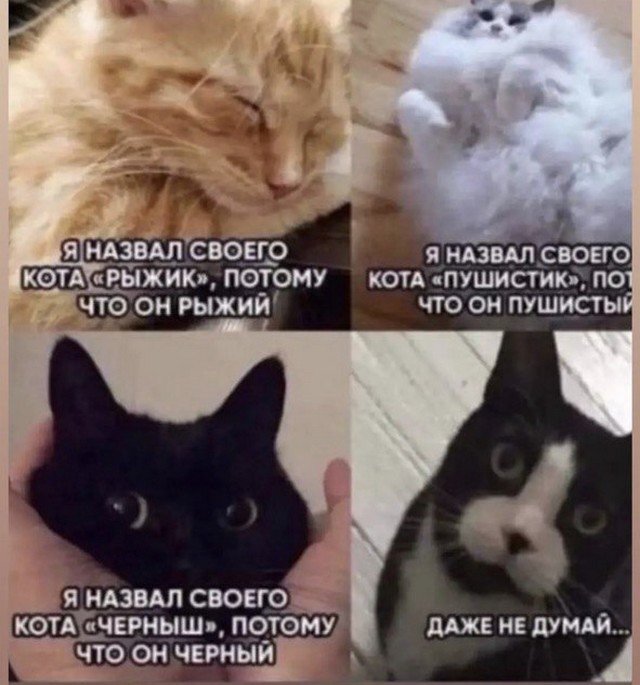 Shown?)) - Memes, Humor, Picture with text, cat, Kittens, Black cat