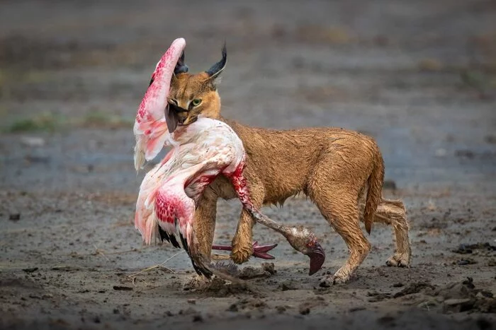 Pink flamingo - Flamingo, Caracal, Hunting, Mining, Tanzania, Africa, The photo, wildlife, Small cats, Cat family, Predatory animals, Birds