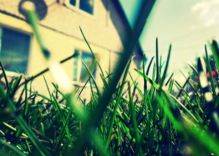 Grass at home