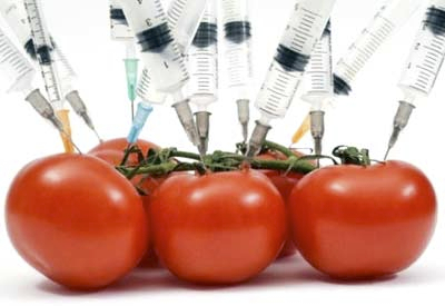 GMO tomato Flavor canned. Patent US5107065A - My, Inventions, GMO, Tomatoes, Longpost