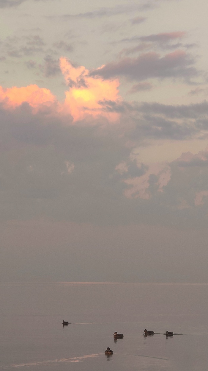 Утки и безмятежность