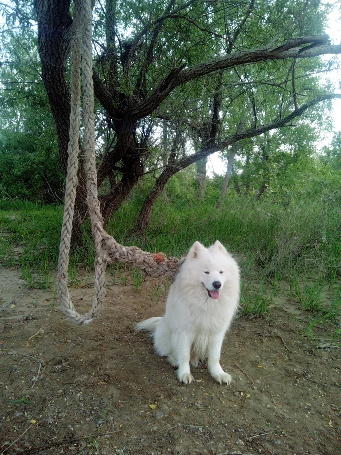 Dog walking on a leash - My, Samoyed, Dog, Dog North, The photo, Volzhsky