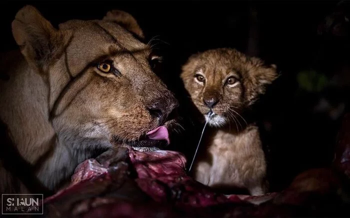 late dinner - a lion, Rare view, Big cats, Cat family, Predatory animals, Mammals, Animals, Wild animals, wildlife, Nature, South Africa, The photo, Night, Mining, Lioness, Lion cubs