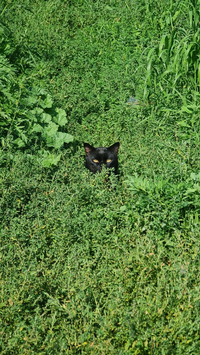 Наблюдатель