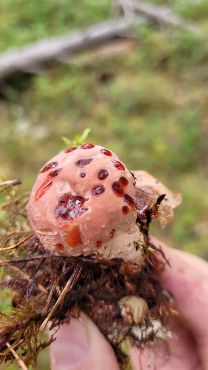 Gidnellum Peck or Bleeding Tooth - My, Mushrooms, Forest, Карелия, Esculent, Inedible, I, Longpost