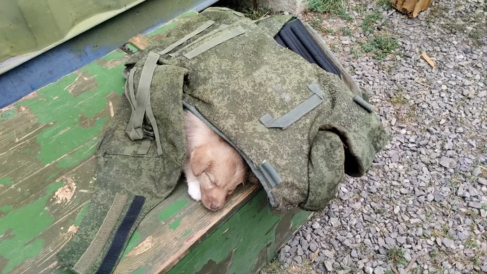 Under reliable protection - My, Dream, Puppies, Bulletproof vest, Dog