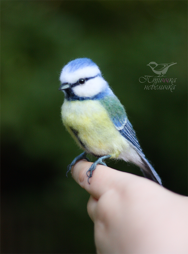 Dry felting. Blue tit - My, Needlework without process, Handmade, Needlework, Friday tag is mine, Birds, Author's toy, Dry felting, Art, Master, Creation, Hobby, Nature, Wool, Animalistics, Collectible figurines, Longpost