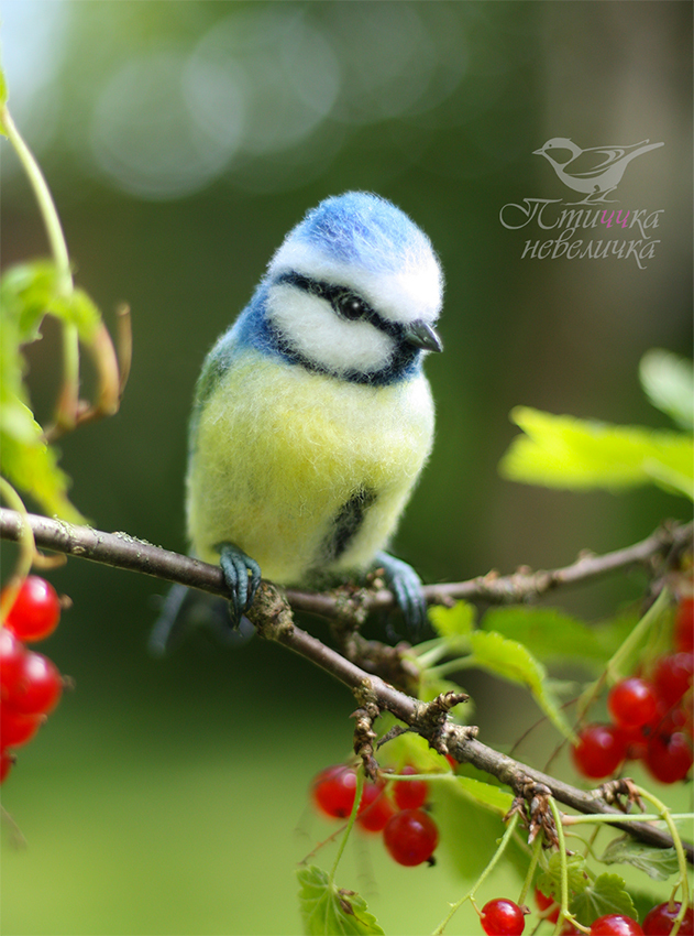 Dry felting. Blue tit - My, Needlework without process, Handmade, Needlework, Friday tag is mine, Birds, Author's toy, Dry felting, Art, Master, Creation, Hobby, Nature, Wool, Animalistics, Collectible figurines, Longpost