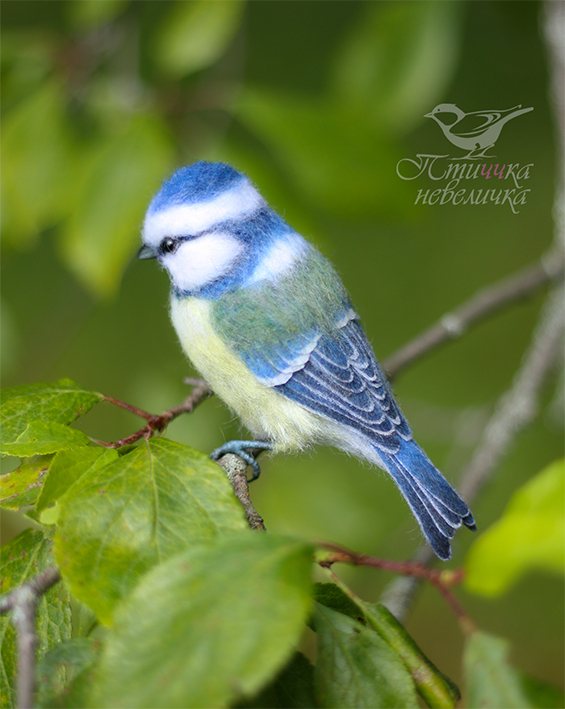 Dry felting. Blue tit - My, Needlework without process, Handmade, Needlework, Friday tag is mine, Birds, Author's toy, Dry felting, Art, Master, Creation, Hobby, Nature, Wool, Animalistics, Collectible figurines, Longpost