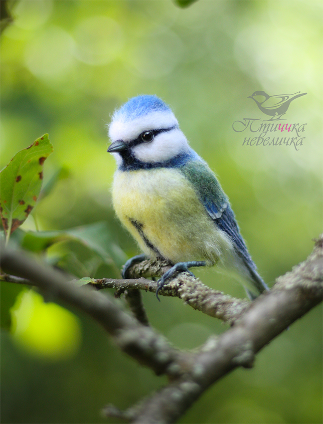 Dry felting. Blue tit - My, Needlework without process, Handmade, Needlework, Friday tag is mine, Birds, Author's toy, Dry felting, Art, Master, Creation, Hobby, Nature, Wool, Animalistics, Collectible figurines, Longpost