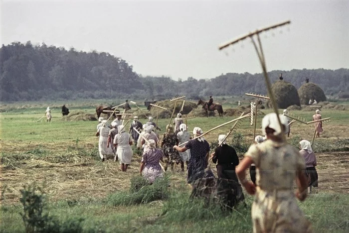 All for hay - Haymaking, Old photo, Local history, 50th