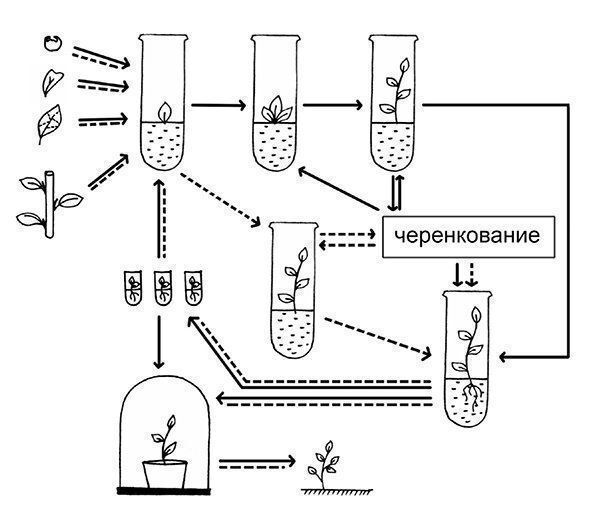 How are plants cloned? - My, Biology, Nauchpop, Research, The science, Longpost