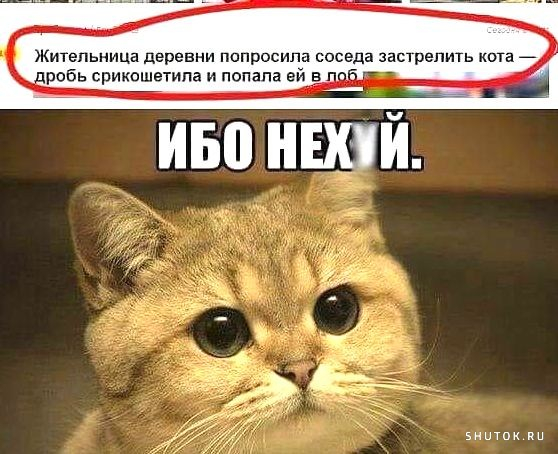 It seems not funny, but I'm laughing - Humor, Picture with text, cat, Mat