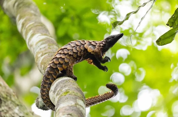 long tailed lizard - Pangolin, Rare view, Mammals, Animals, Wild animals, wildlife, Nature, National park, Africa, The photo