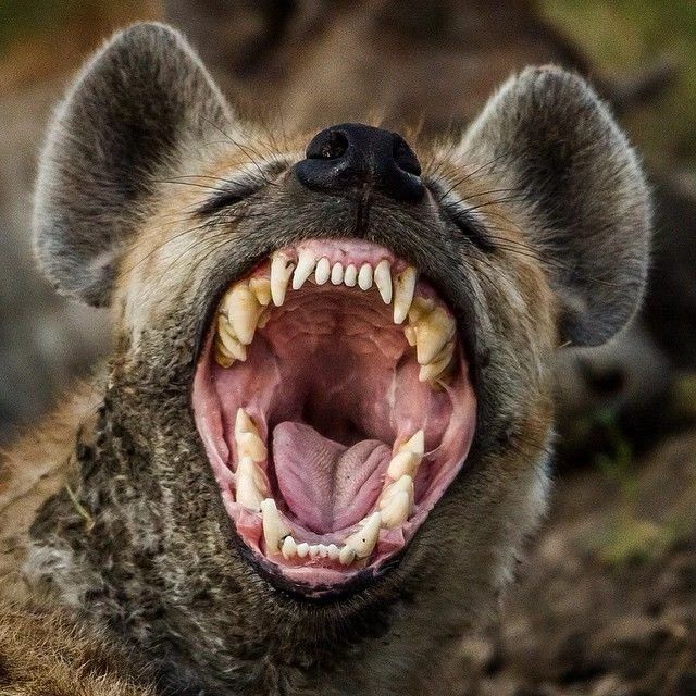 Зубастики Пятнистая гиена, Гиена, Хищные животные, Млекопитающие, Животные, Дикие животные, Дикая природа, Природа, Африка, Фотография, Пасть, Зевота, Зубы