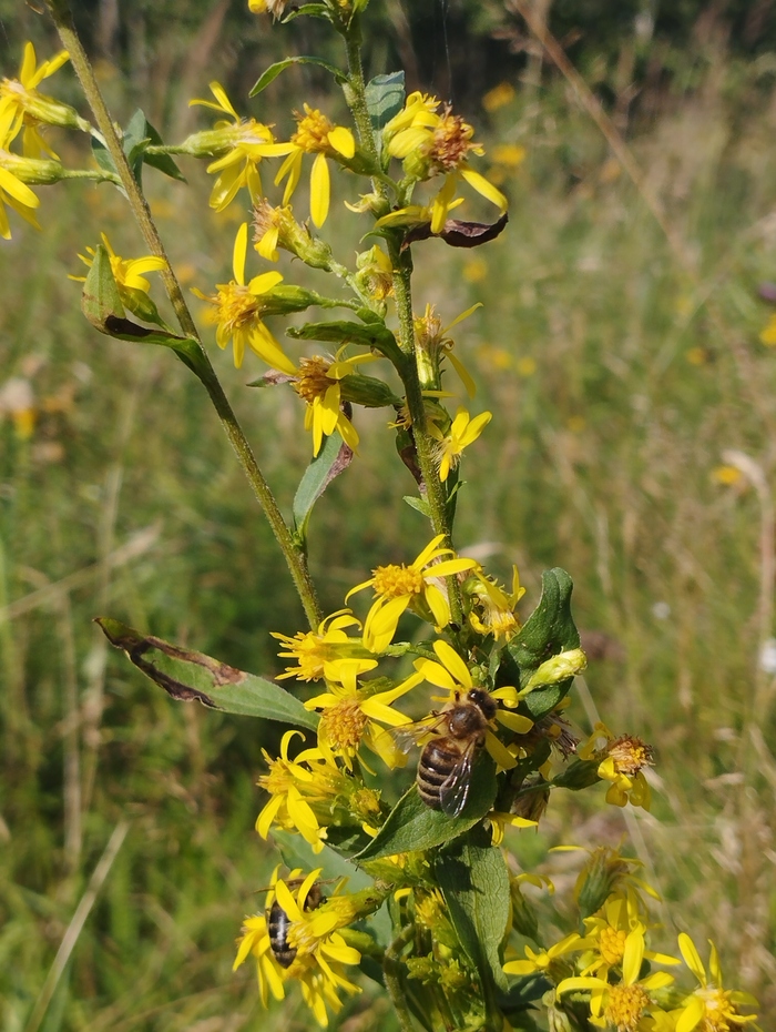 Вырица | Пикабу