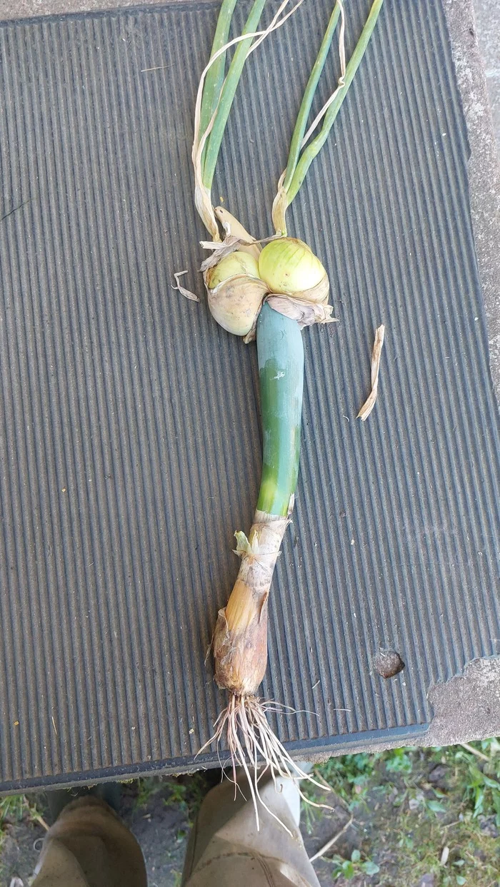 Horseradish bow - My, Onion, It seemed, Garden, Pareidolia, Longpost