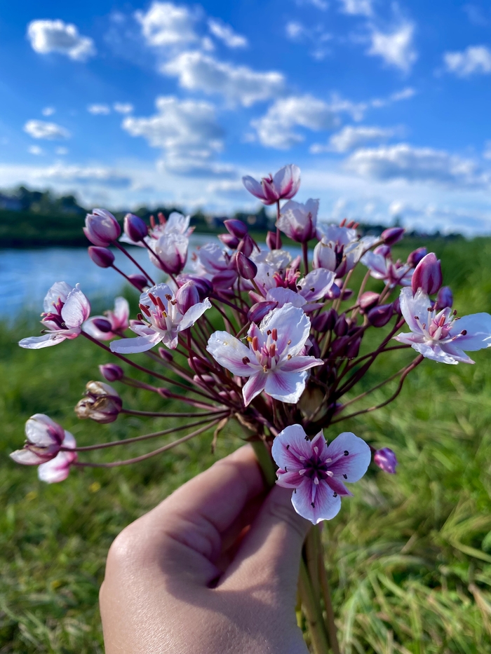 ����� ������ ��������� ����