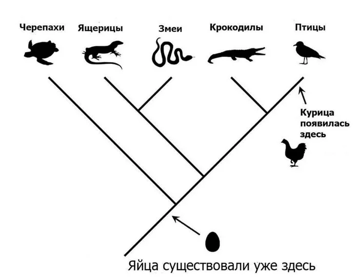 What came first - the egg or the chicken? - Egg, Repeat, Science and life