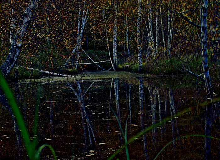 Waterlogged pond in HDR - My, Autumn, Birch, Pond, Swamp, The photo, HDR, Landscape, Duckweed