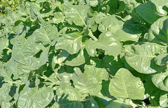 I love the smell of shag in the morning - My, Сельское хозяйство, Makhorka, Harvest, Garden, Plants