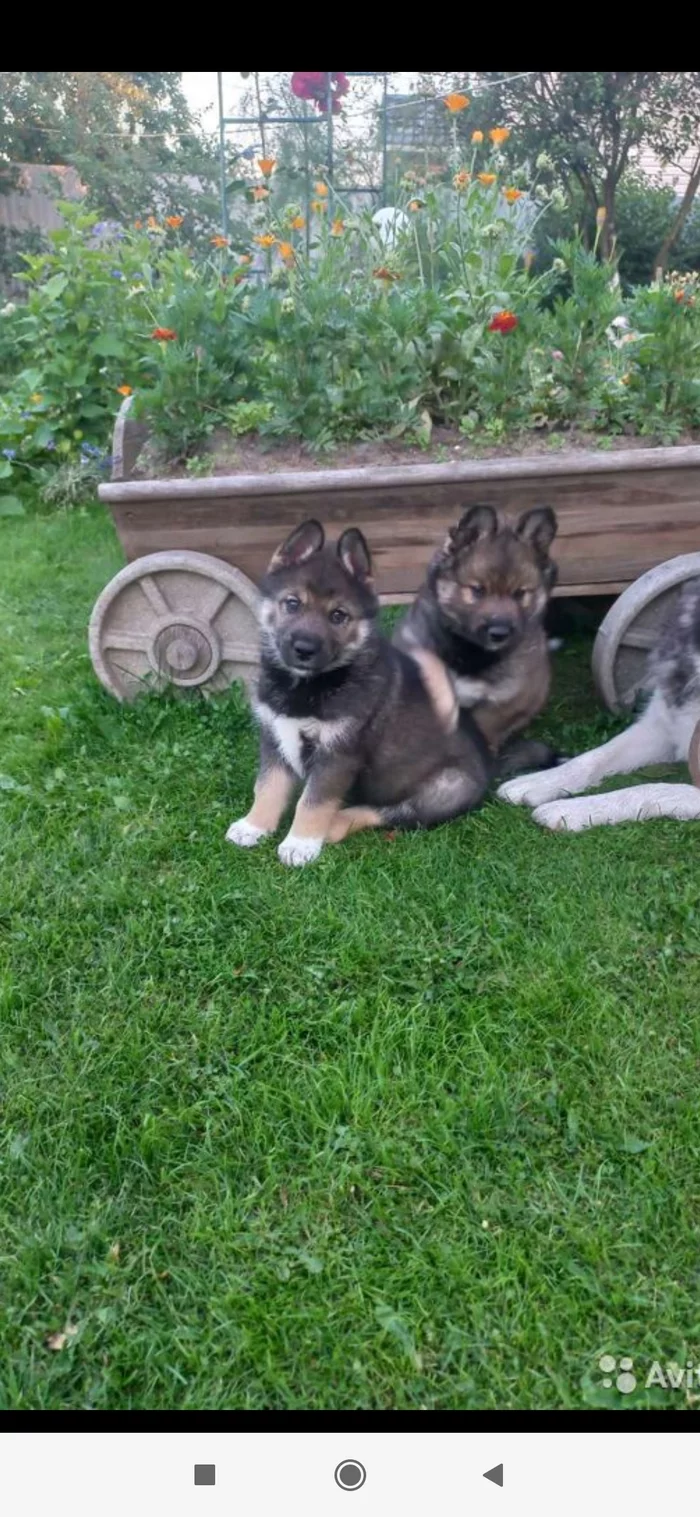 White Fang - My, Milota, Dog, Puppies, Joy, Longpost, Positive, Pets