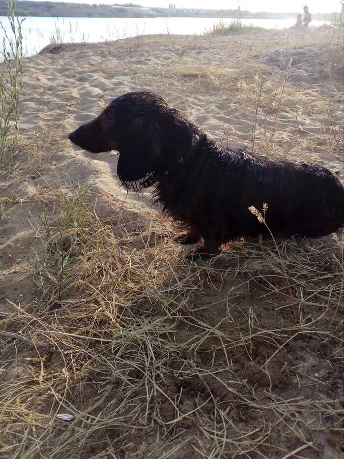 Hot. Go swim) - My, Dachshund, Beach vacation, Dog, Heat