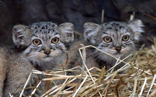 chickens - Pallas' cat, Pet the cat, Small cats, Cat family, Wild animals, The photo, Predatory animals