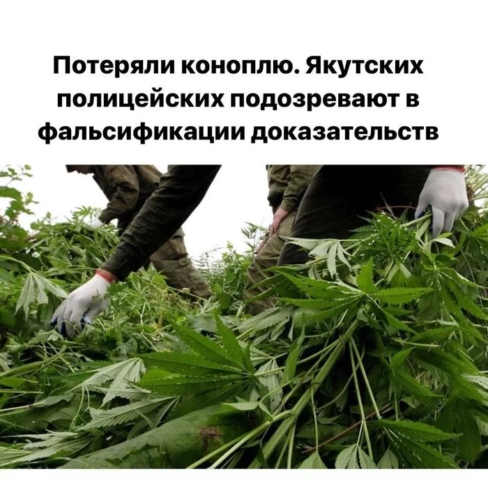 Lost cannabis... - The crime, Ministry of Internal Affairs, Criminal case